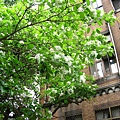 Image00085.jpg