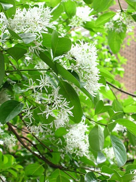 Image00086.jpg