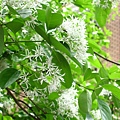 Image00086.jpg