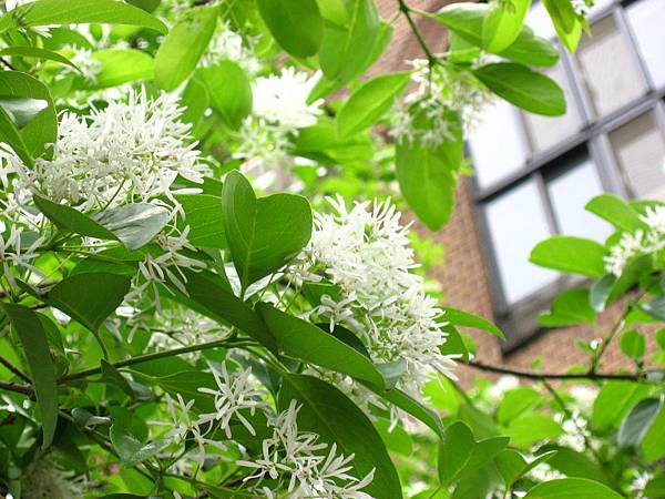 Image00087.jpg