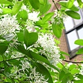 Image00087.jpg