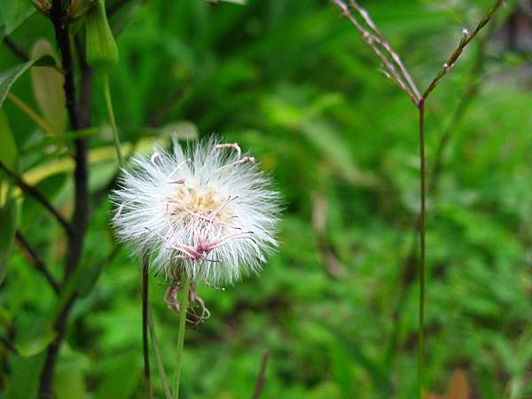 Image00093.jpg