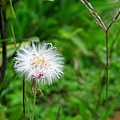 Image00093.jpg