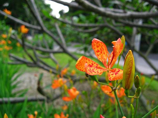 Image00094.jpg