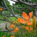 Image00094.jpg