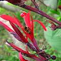 Image00098.jpg
