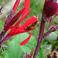 Image00099.jpg