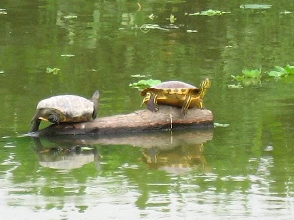 Image00102.jpg
