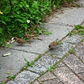 Image00104.jpg