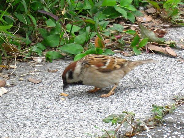 Image00105.jpg