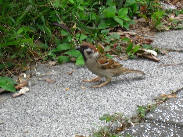 Image00106.jpg