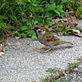 Image00106.jpg