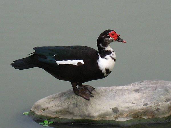 Image00109.jpg