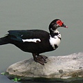 Image00109.jpg