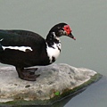 Image00110.jpg