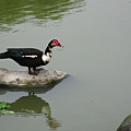 Image00111.jpg
