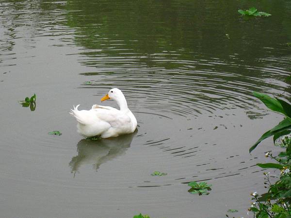 Image00112.jpg