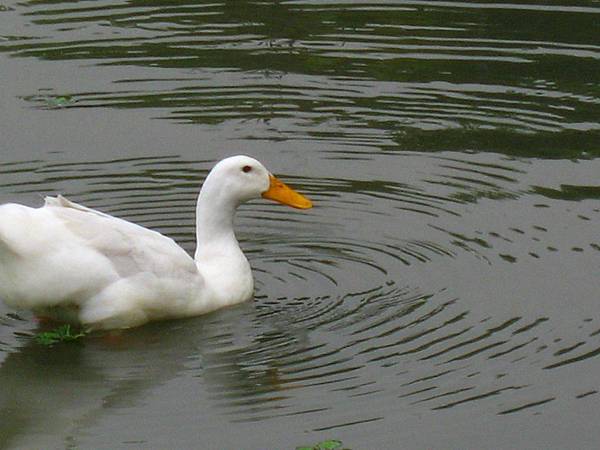 Image00113.jpg