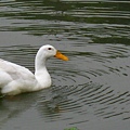 Image00113.jpg