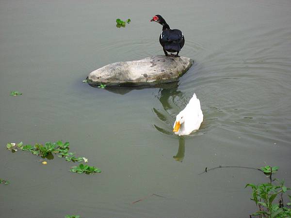 Image00114.jpg
