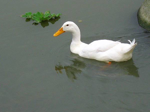 Image00115.jpg