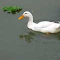 Image00115.jpg