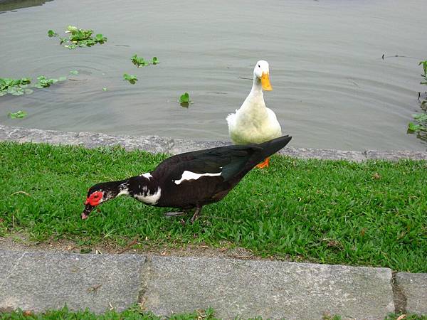 Image00116.jpg