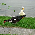 Image00116.jpg