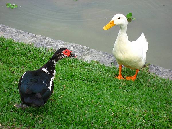Image00117.jpg