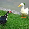 Image00117.jpg