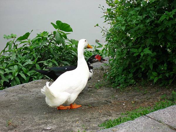 Image00118.jpg