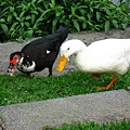 Image00120.jpg