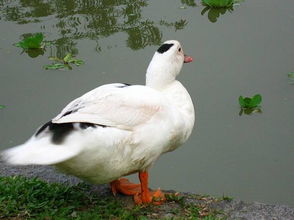 Image00128.jpg