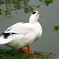 Image00128.jpg