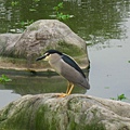 Image00131.jpg