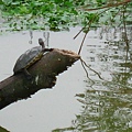Image00143.jpg