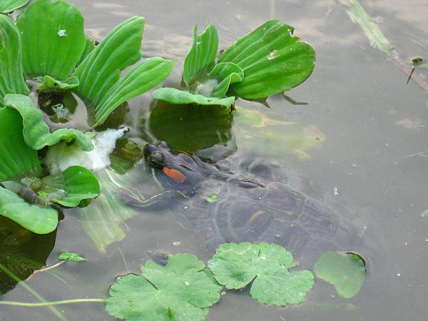 Image00151.jpg