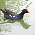 Image00152.jpg