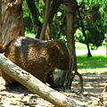 Image00092.jpg