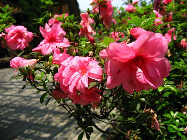 Image00096.jpg