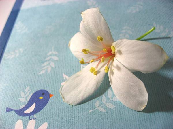 Image00040.jpg