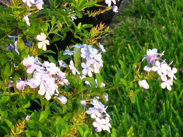 Image00052.jpg