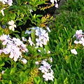 Image00052.jpg