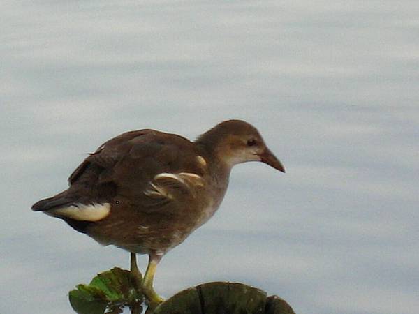 Image00057.jpg
