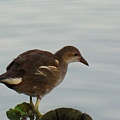Image00057.jpg