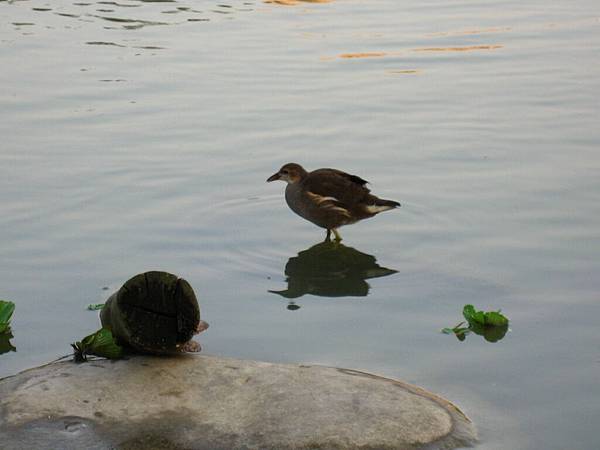 Image00058.jpg