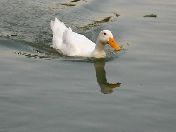 Image00063.jpg
