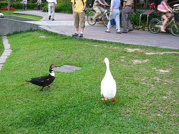 Image00065.jpg