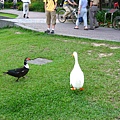 Image00065.jpg