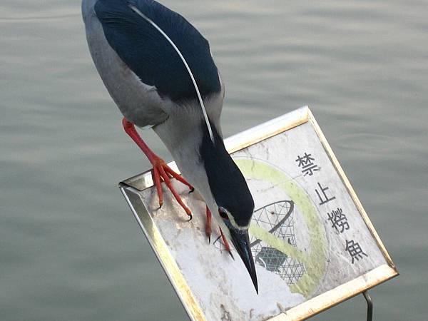 Image00068.jpg